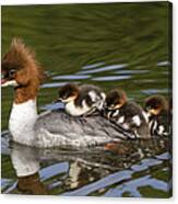 Common Merganser Mother Carrying Chicks Canvas Print