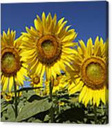 Common Sunflower Flowers Japan Canvas Print