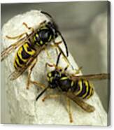 Common Wasps Canvas Print