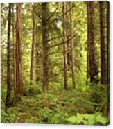 Coniferous Woodland Canvas Print