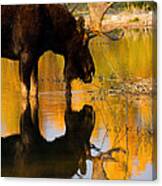 Contemplative Moose Canvas Print