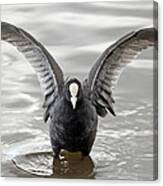 Coot In Water Canvas Print