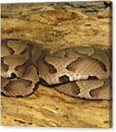 Copperhead Snake Canvas Print