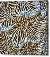 Coral 1 Canvas Print