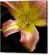 Coral And Yellow Lily Canvas Print