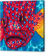 Coral Grouper Canvas Print