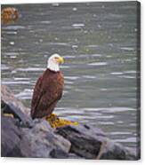 Cordova Alaska Bald Eagle Canvas Print
