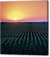 Corn Field At Sunrise Sacramento Co Ca Canvas Print