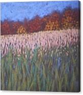 Cornfield And Maples Canvas Print