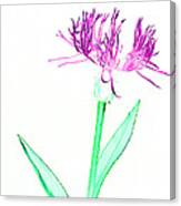 Cornflower No.3 Canvas Print