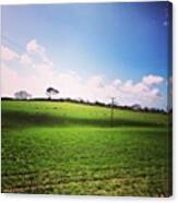 #cornwall #cornish #field #sheep #grass Canvas Print