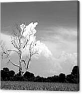 Cotton Candy Tree - Clarksdale Mississippi Canvas Print