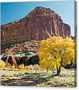 Cottonwoods In Fall The Castlecapitol Reef National Park Canvas Print