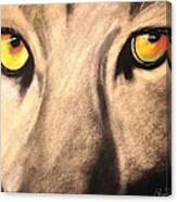 Cougar Eyes Canvas Print