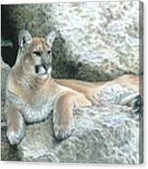 Cougar Haven Canvas Print