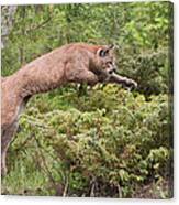 Cougar Jumping Canvas Print