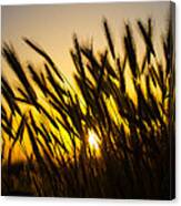 Country Sunset Canvas Print
