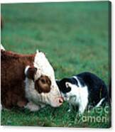 Cow And Cat Canvas Print