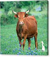 Cow And Cattle Egret Canvas Print