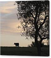 Cow At Last Light Canvas Print