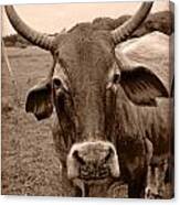 Cow Photo 5 Canvas Print