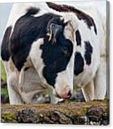 Cow With Head Turned Canvas Print
