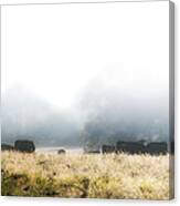 Cows In A Foggy Field Canvas Print