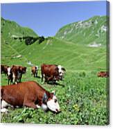 Cows In The Mountains Of Eastern France Canvas Print