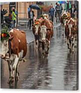 Cows In Wengen Switzerland Canvas Print