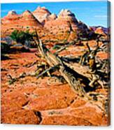 Coyote Buttes Canvas Print