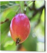Crabapple Fruit (malus Sp.) Canvas Print