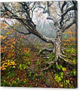 Craggy Gardens North Carolina Blue Ridge Parkway Autumn Nc Canvas Print