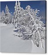 Crater Lake Trees 2 Canvas Print