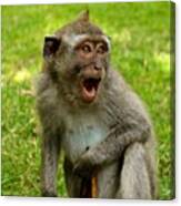 Crazy Monkey! #monkey #forest #ubud Canvas Print