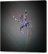 Creepy Garden Spider Canvas Print
