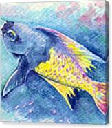 Creole Wrasse Canvas Print