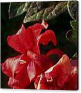 Crimson Azalea Canvas Print