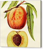 Crosby Peach  Illustration 1891 Canvas Print