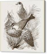 Crossbills Canvas Print