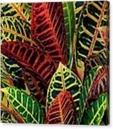 Croton Leafscape Canvas Print