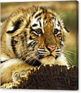 Crouching Cub Canvas Print