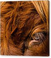 Curious Glance Of A Highland Cattle Canvas Print