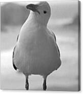 Curious Gull Canvas Print