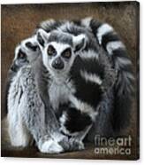 Curious Lemur Canvas Print