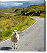 Curious Sheep On Scottish Road Canvas Print