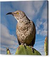 Curve-billed Thrasher On A Prickly Pear Cactus Canvas Print
