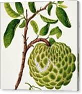 Custard Apple Fruit Canvas Print