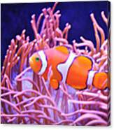 Cute Clown Fish Canvas Print