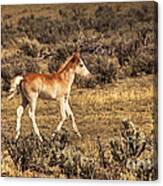 Cute Colt Wild Horse On Navajo Indian Reservation Canvas Print