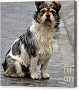 Cute Dog Sits On Pavement And Stares At Camera Canvas Print